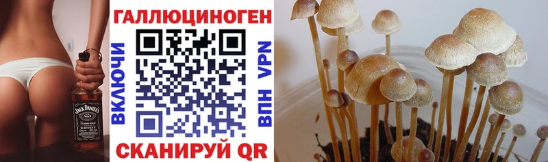 где найти   Химки  Галлюциногенные грибы GOLDEN TEACHER 